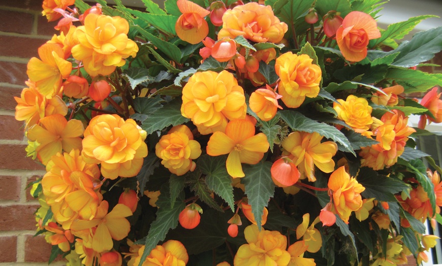 Image 13: Begonia Garden Ready Plants - 15 or 30 Plants