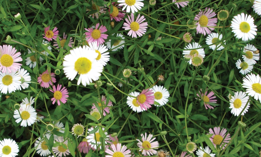 Image 2: 15 Garden-Ready Erigeron Stallone Plants