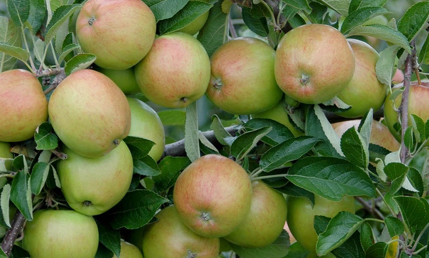 Image 1: Mini Orchard Fruit Tree Coll Bare Root 