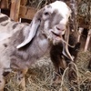 Image 2: Poznaj przyjazne zwierzęta: bilety rodzinne do Mini Zoo Uszate Ranczo
