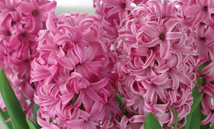 Image 5: Festive Hyacinth 'Pink or White Pearl' - 5 Bulbs in Decorative Planter