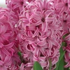Image 5: Festive Hyacinth 'Pink or White Pearl' - 5 Bulbs in Decorative Planter