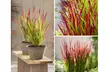 Set de 4 ou 8 graminées ornementales "Red Baron" de Gardenzo - herbe sanglante du Japon, 20 à 38 cm à la livraison - Image 3