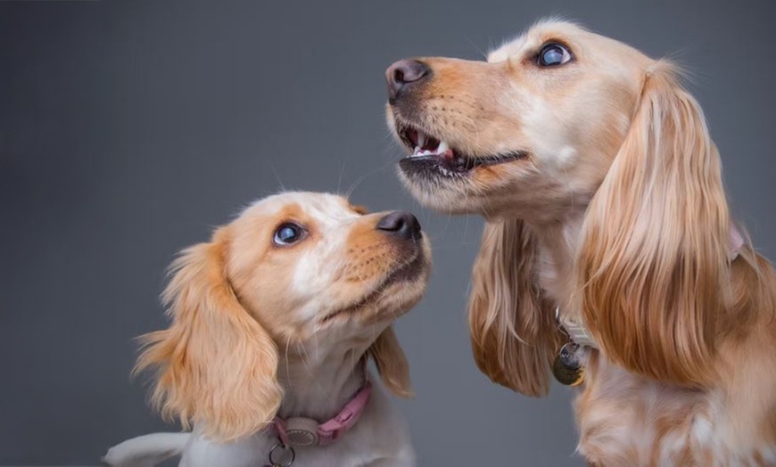 Image 9: Pet Multi Shoot: x2 10x8" Wall Blocks/x2 Digital Images & x1 Per Shoot