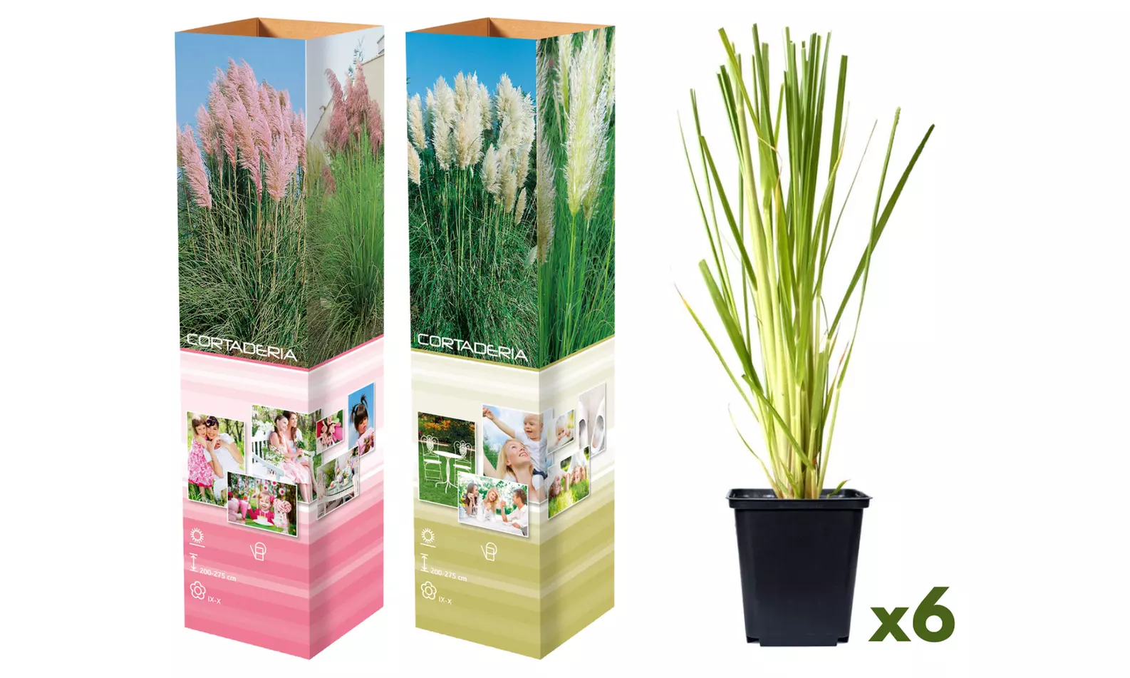 Set de 3 plantas de exterior Pampa