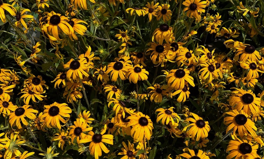 Image 7: 31% Off Plants and Gardening Supplies at Garden World