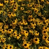 Image 7: 31% Off Plants and Gardening Supplies at Garden World