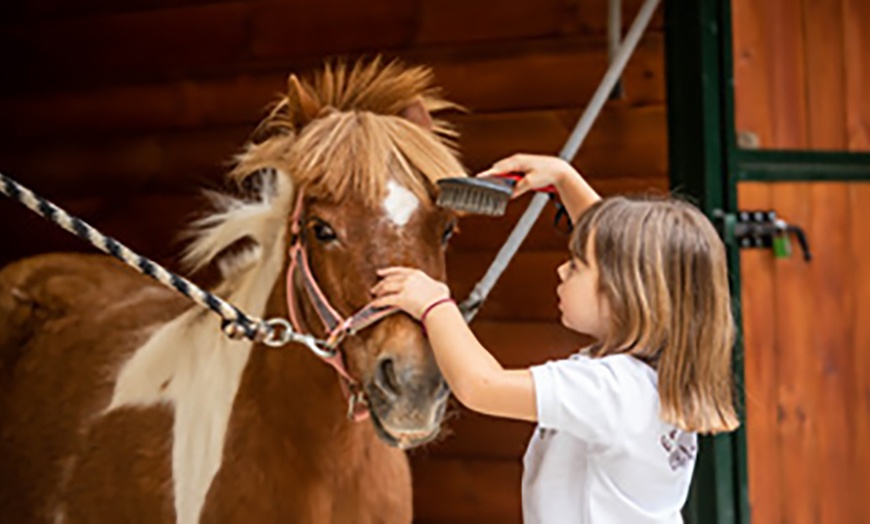 Image 3: 1 o 3 clases de equitación de todos los niveles para 1 persona
