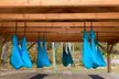 Unlimited 4 Weeks, Private, 3-Class, or 5-Class Aerial Yoga Sessions at Triangle Yoga & Wellness - Up to 40% Off - Second Medium