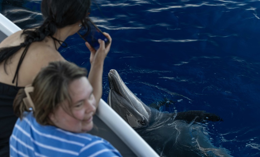 Image 8:  Dolphin and Whale Watch Tour on the Kona Coast