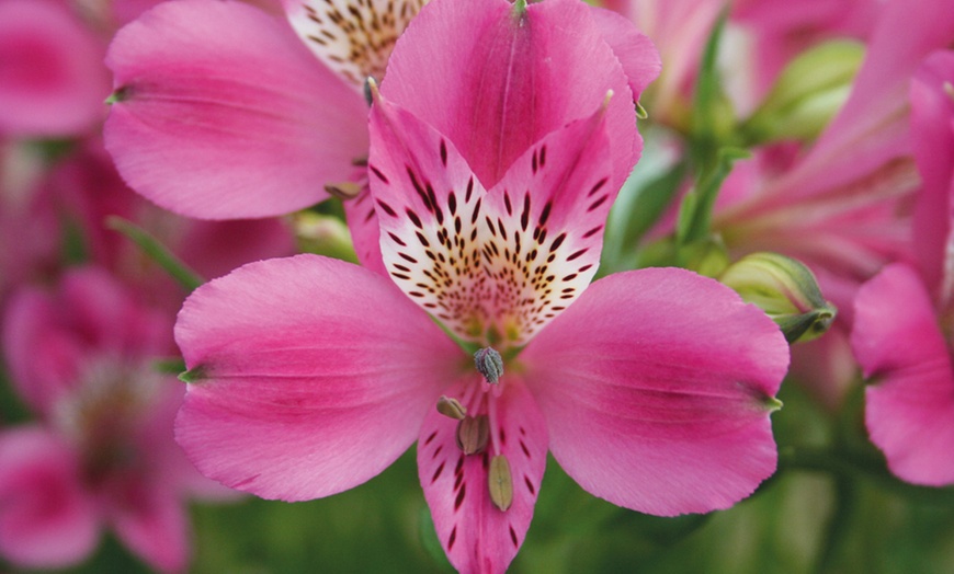 Image 4: Alstroemeria Midi Collection – 3 or 6 Potted Plants