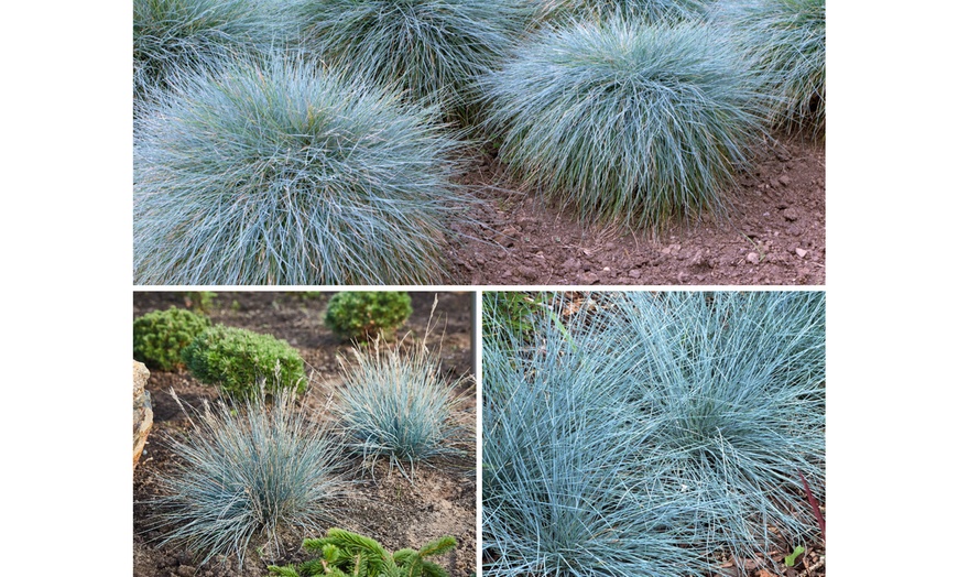 Image 3: 4 ou 8 fétuques bleues de Gardenzo