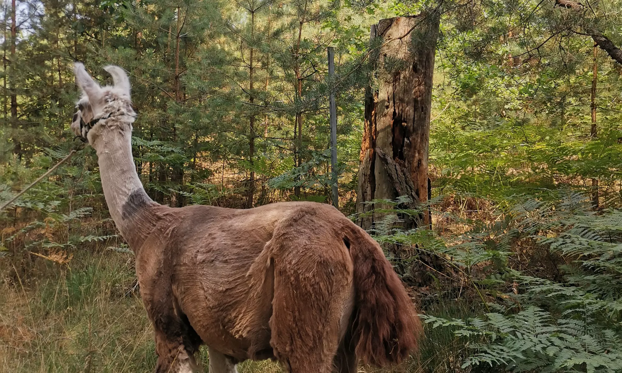 Alpaka- und Lama-Wanderung