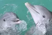 Dolphin Cruise in Gulf of Mexico, Intracoastal Waterway & Perdido Bay w/ Dolphin Sight Guarantee (Up to 26% Off) - Second Medium