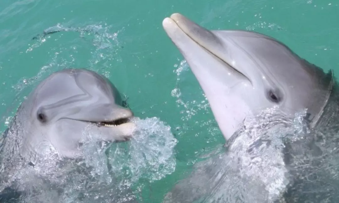 Gulf of Mexico Dolphin Cruise: 1.5-2 Hours, Dolphin Sight Guaranteed