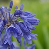 Image 7: Agapanthus Collection - 3 or 6 Potted Plants