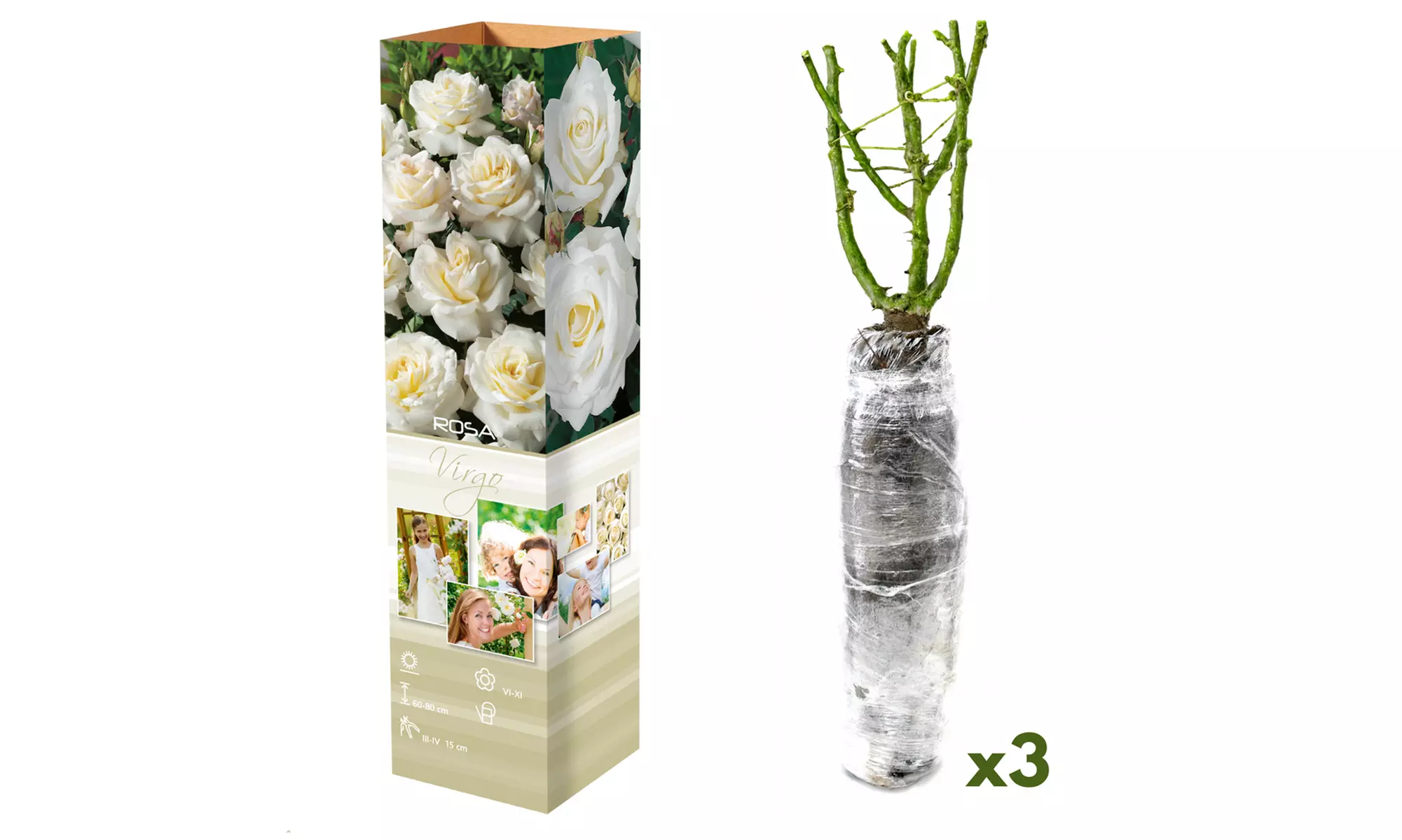 Set van 3 of 6 grootbloemige rozen