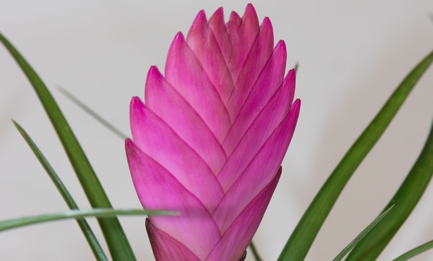 Image 7: Rootz 3er-Set Blaue Tillandsien inkl. Bulumentöpfen