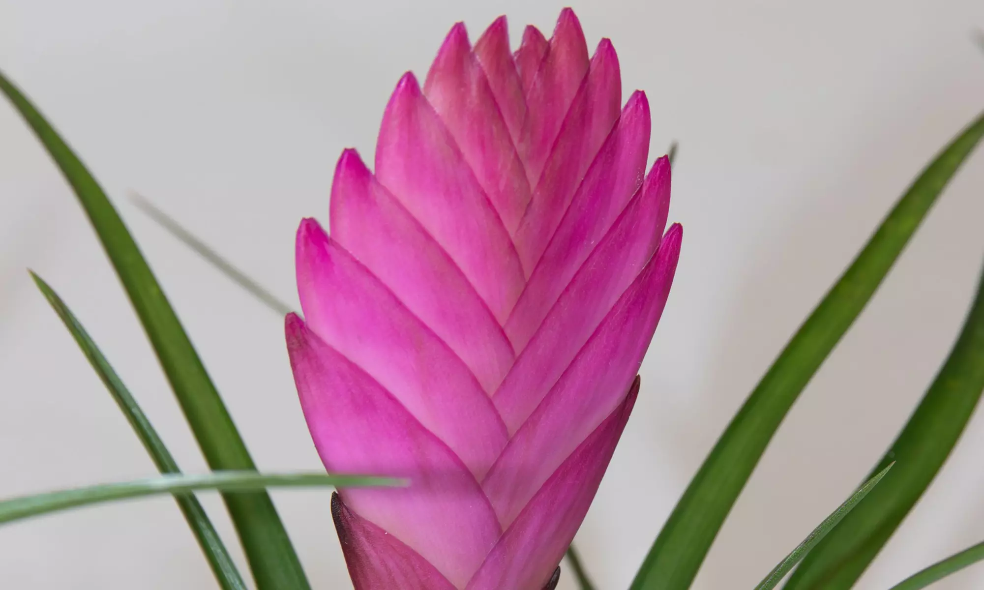 Rootz 3er-Set Blaue Tillandsien inkl. Bulumentöpfen