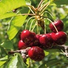 Image 3: Orchard Fruit Tree Collection - 5 Potted Plants