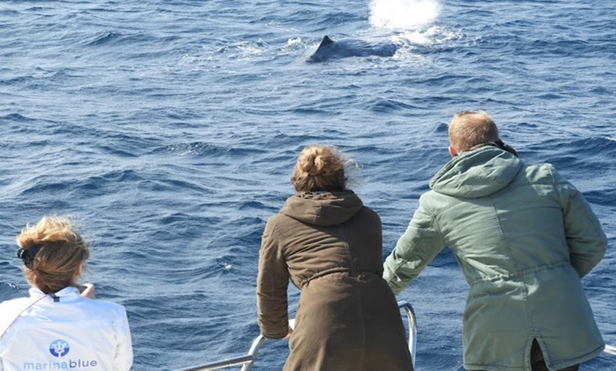 Image 5: Excursión de 2 horas en yate exclusivo para ver ballenas y delfines 