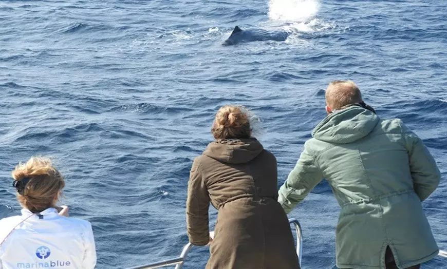 Image 5: Paseo en yate de 2 horas por el Estrecho para ver ballenas y delfines