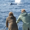 Image 5: Excursión de 2 horas en yate exclusivo para ver ballenas y delfines 