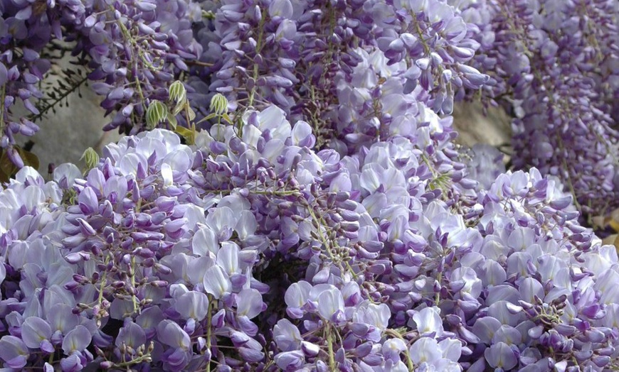 Image 8: YouGarden Wisteria Amethyst Falls