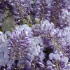Image 8: YouGarden Wisteria Amethyst Falls