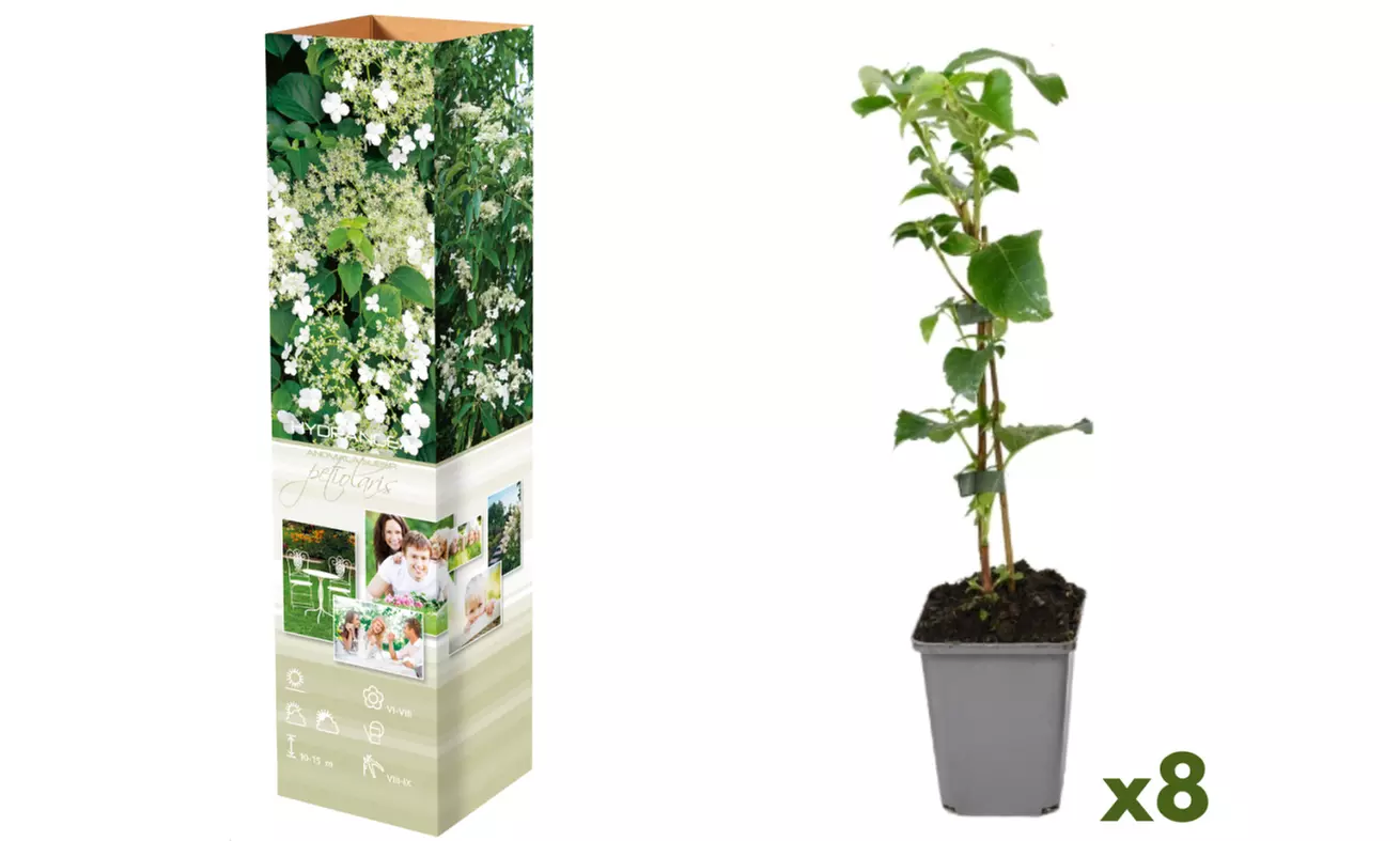 Plantas hortensias trepadoras