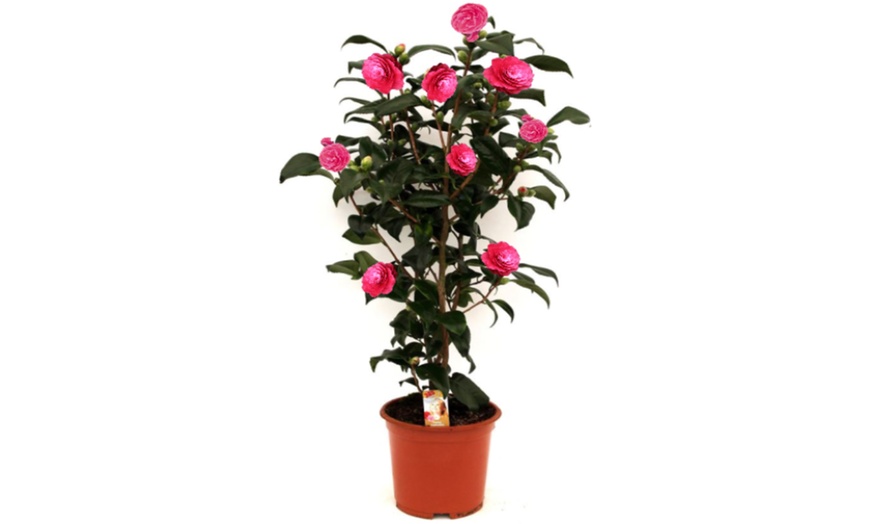 Image 4: 1 o 2 arbustos de camelia «rosa japonesa» con flores de color a elegir