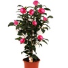 Image 4: 1 o 2 arbustos de camelia «rosa japonesa» con flores de color a elegir