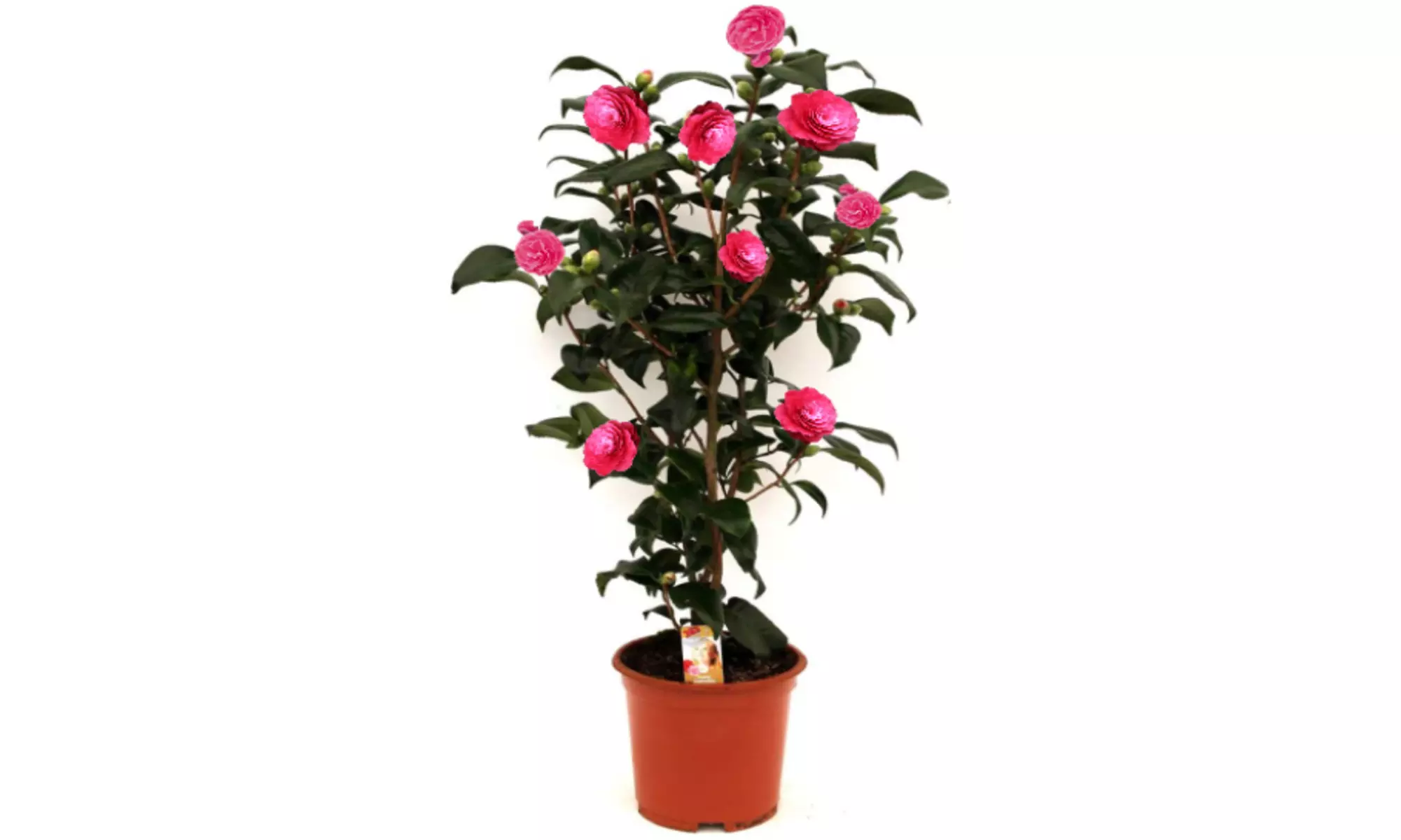 1 o 2 arbustos de camelia «rosa japonesa» con flores de color a elegir