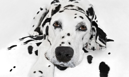 One hour pet photography session and one 8x10 portrait - Tellier Photography