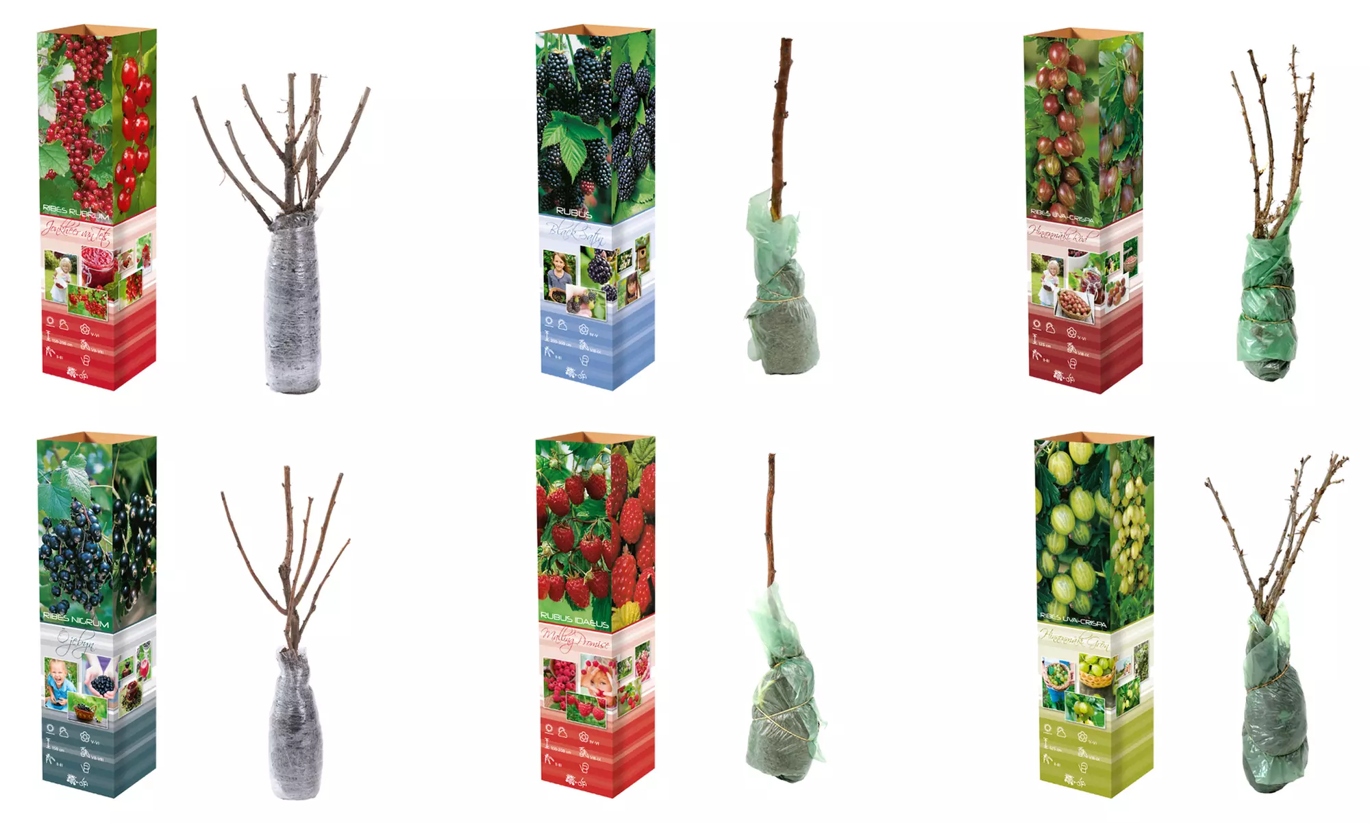 4 of 8 Wilde bos fruitplant