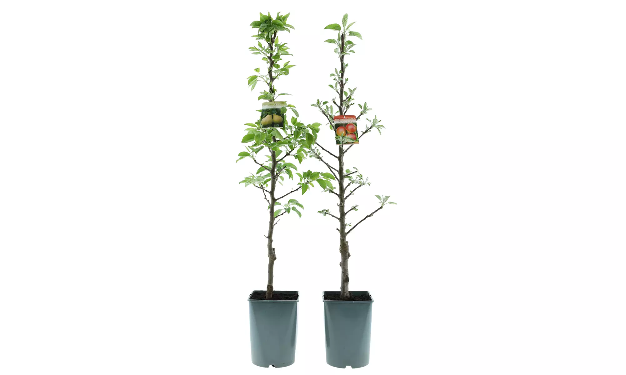 Set de 2 árboles frutales columnares, de Gardenzo