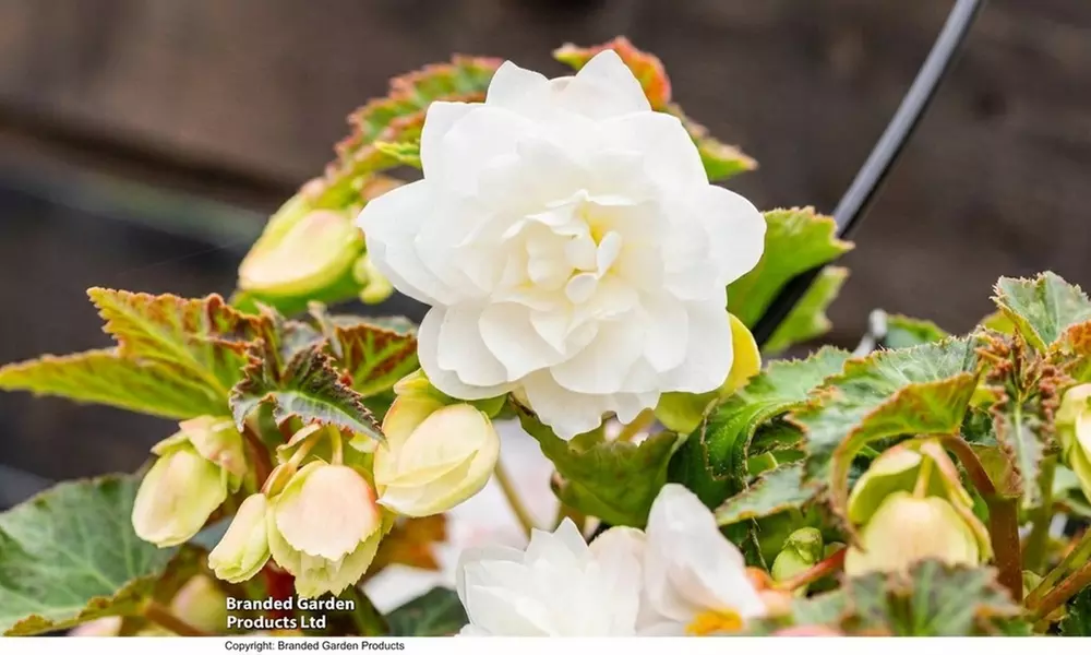 30 or 60 Begonia 'Illumination White' Plants - Primary Image