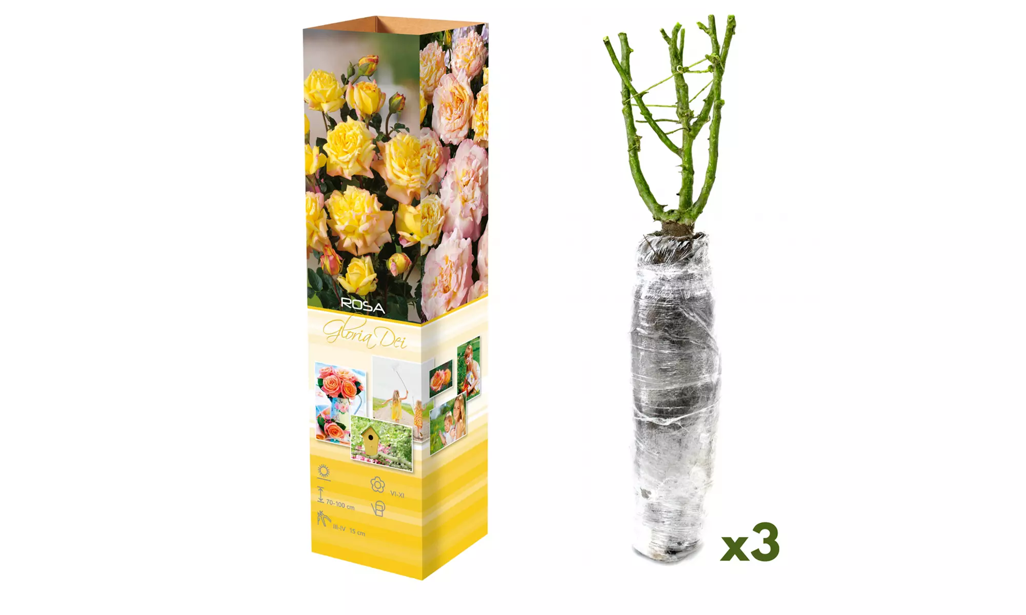 Set van 3 of 6 grootbloemige rozen