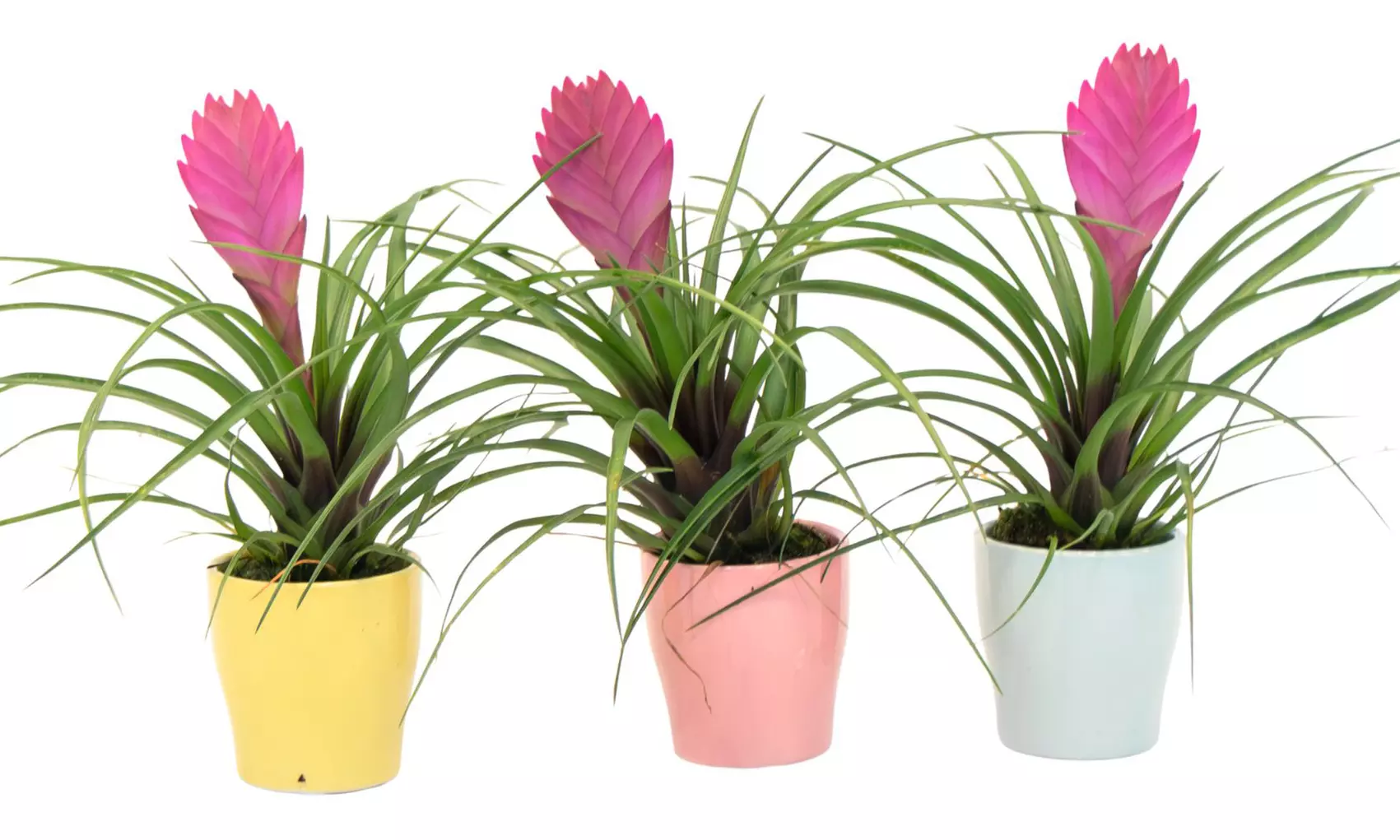 Rootz 3er-Set Blaue Tillandsien inkl. Bulumentöpfen