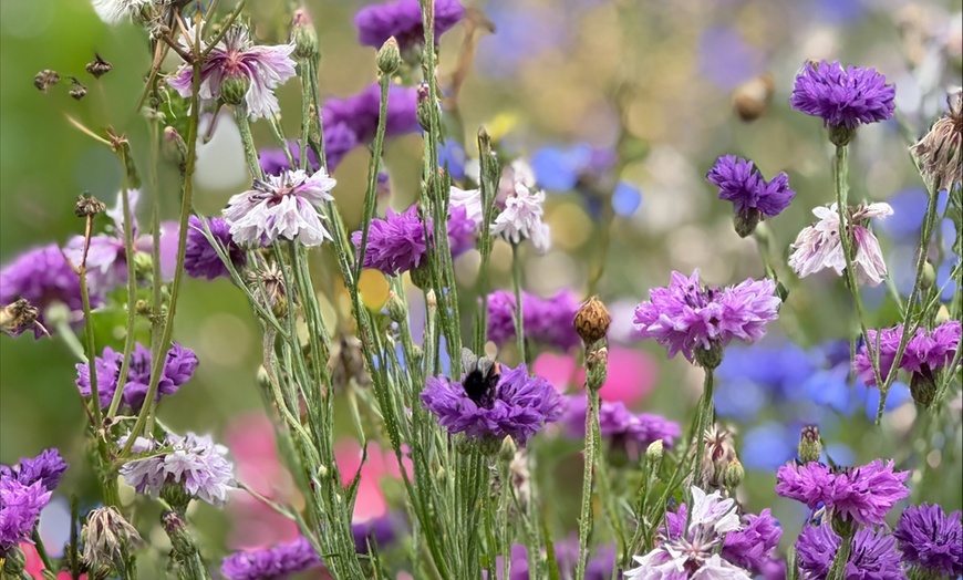 Image 2: Maze Entry and Sunflower Picking for One, Two, Three, or Four People