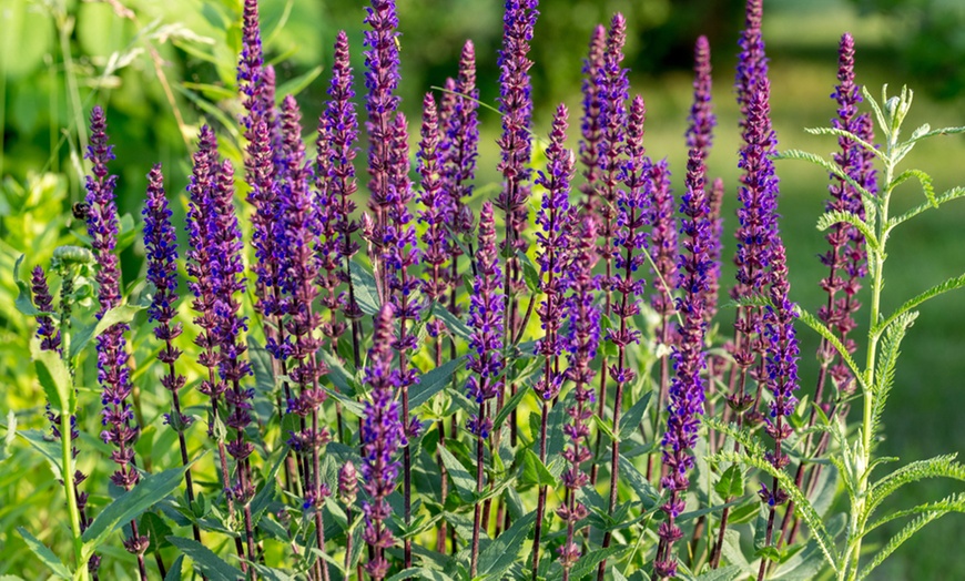 Salvia Nemorosa East Friesland - 1, 3 or 5 Potted Plants | Groupon Goods