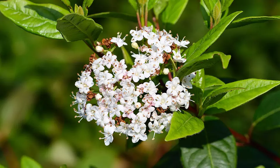 8 ou 16 arbustes Haie Persistante - arbustes feuillage persistant - Second Medium