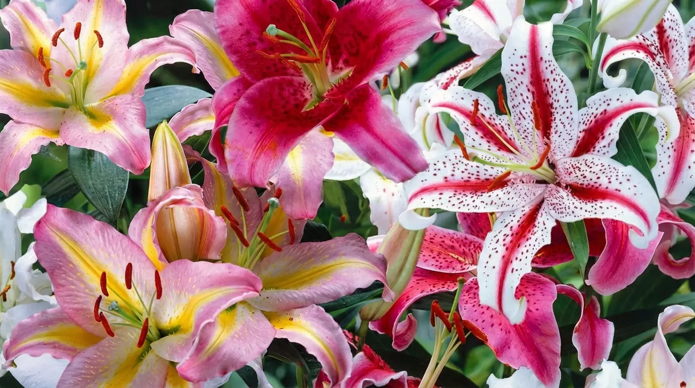 24 or 48 Mixed Giant Oriental Lily Bulbs - Primary Image