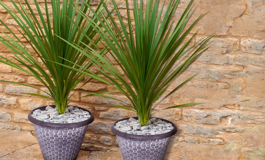 Image 1: YouGarden Cordyline – Height: 120-180cm, Width: 60-90cm