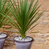 Image 1: YouGarden Cordyline – Height: 120-180cm, Width: 60-90cm