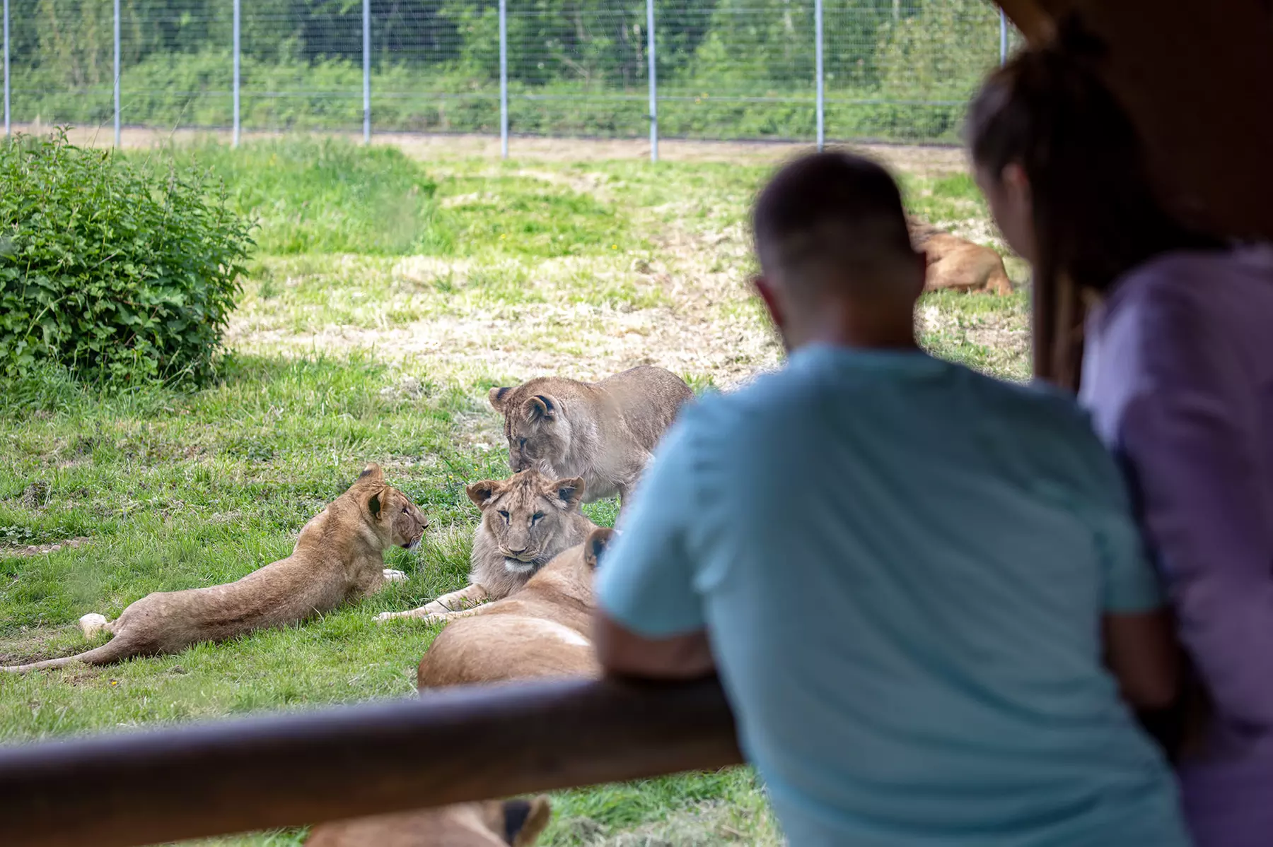 Safari animalier près de Paris avec accès Terre de Singes