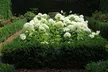 Lot de 2 Hortensias Annabelle - Image 2