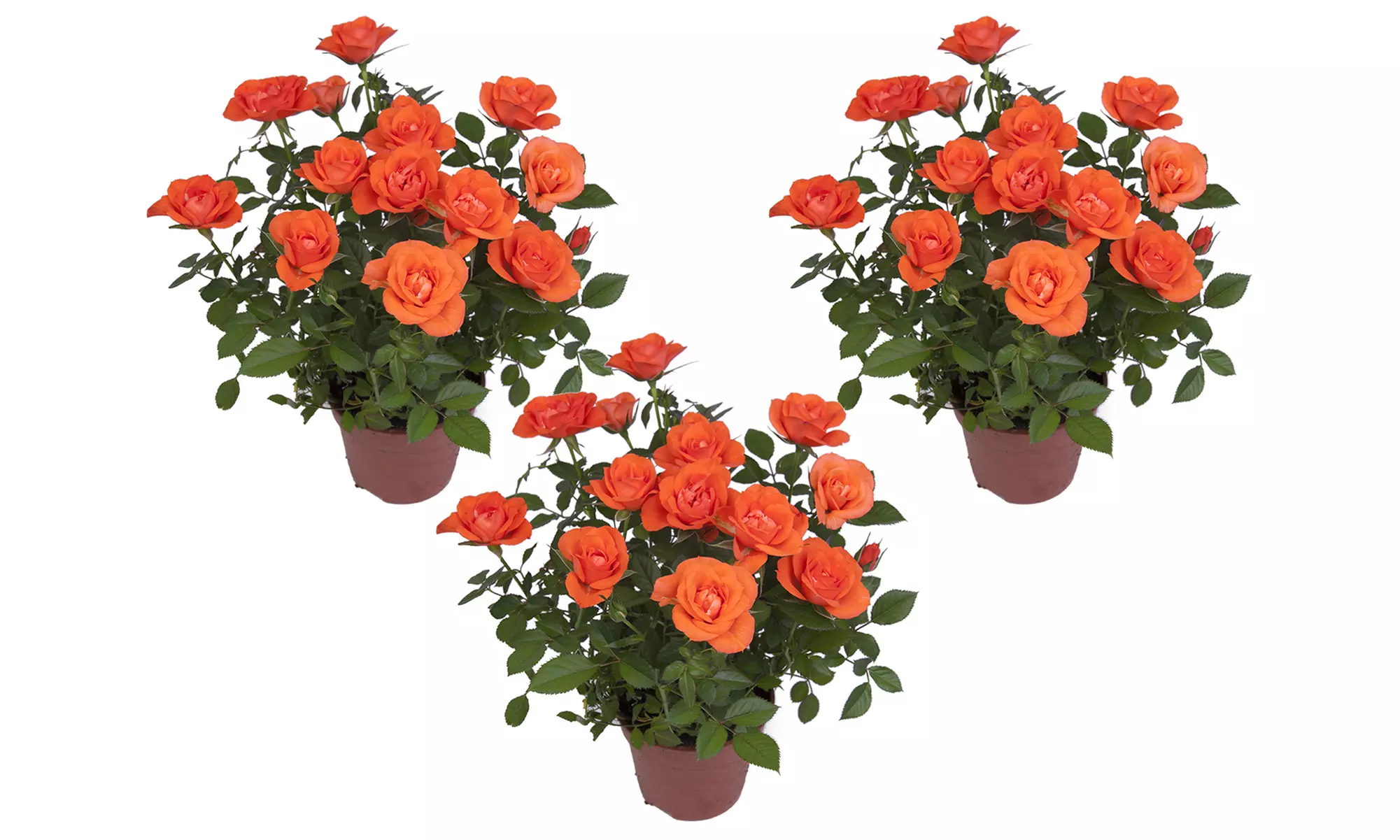 Set di 3 piante di rose in vaso