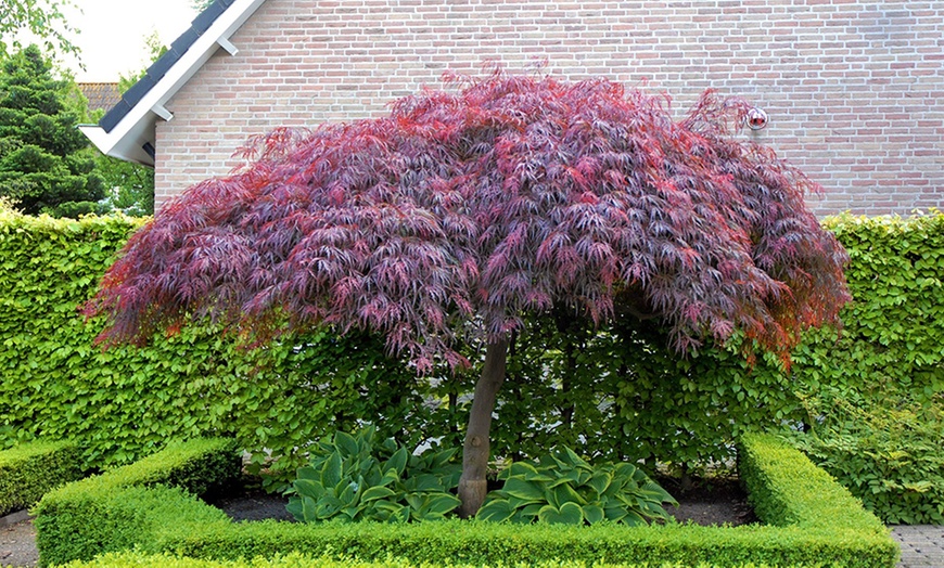 Image 2: Large Japanese Weeping Maples