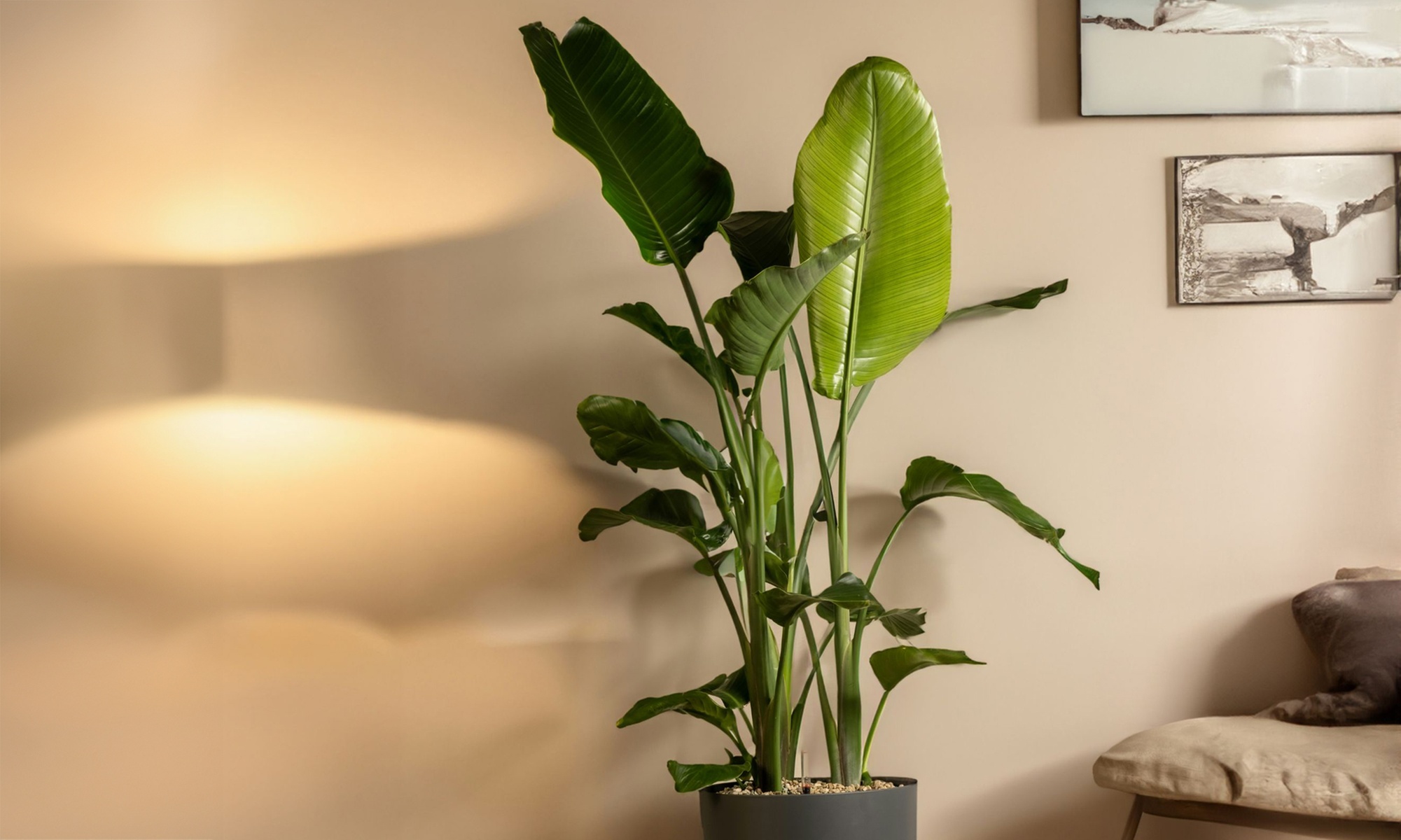 1x oder 2x Paradiesvogelpflanze